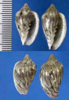 フタエナミヘリトリ Marginella denticulata small