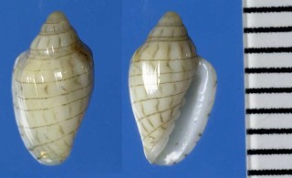 ヘリトリガイの仲間 Marginella tyermani small