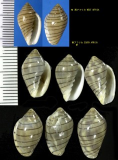 ダテマキコゴメ Marginella musica small