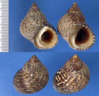 スジマキタマキビ Littorina fasciata small