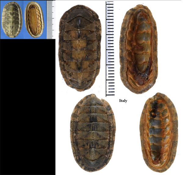 カナリーヒザラ Chiton olivaceus small