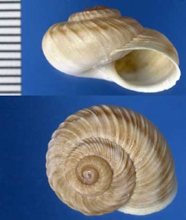 ガスコインマイマイ Pleuroxia gascoinensis small