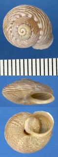 シワヨセマイマイ Pleuroxia ruga small