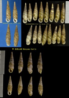 イトカケギセル Stereophaedusa goniopoma small