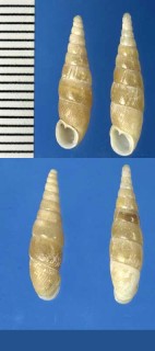 タネガシマギセル Tyrannophaedusa tanegashimae small