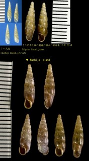 ハチジョウノミギセル Metazaptyx hachijoensis small