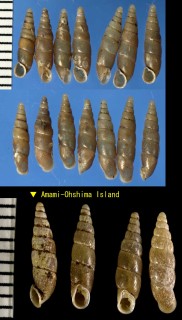 キカイノミギセル Zaptyx kikaiensis small