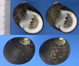 クロスジアマオブネ Nerita scabricosta small