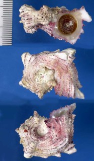 ヒラマキカタベ Angaria nodosa small