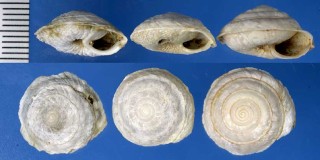 ハネツキウラウズマイマイ (仮称) Discula tectiformis small