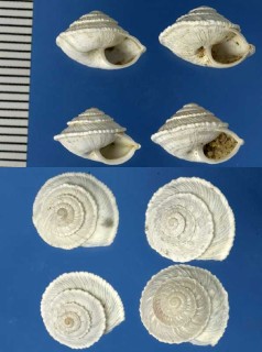 オカウズマキガイの仲間 新亜種 Trochoidea simulata small