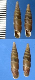 モンタギュウギセルの仲間04 Cochlodina commutata frankonica small
