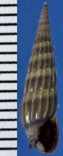 ウスオビツヤトクサモドキ Terebra plumbea small