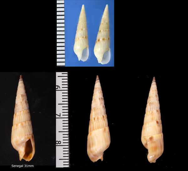 イチマツタケ Oxymeris dillwynii small