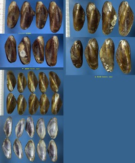 コケガラス Modiolus metcalfei small