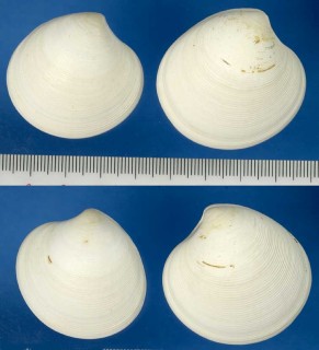 メキシコカガミ Dosinia dunkeri small