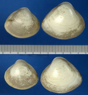 タママキガイ Mactra cuneata small