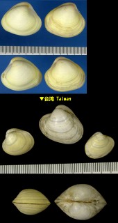 イオウハマグリ 硫黄蛤 Pitar sulfureum small