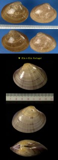 ヨーロッパワスレ Callista chione small