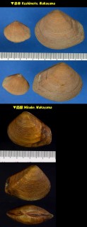 モシオガイ Nipponocrassatella japonica small