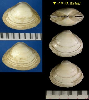 ヨーロッパウバガイ Spisula solida small