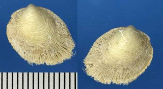 フロリダのシラスナガイの仲間 Limopsis sulcata small