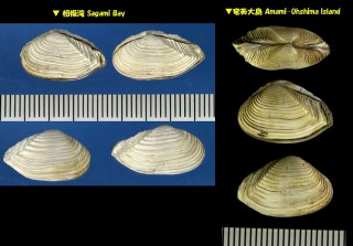 ツマベニガイ Anisocorbula scaphoides small