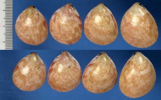 スベリザル Laevicardium biradiatum small