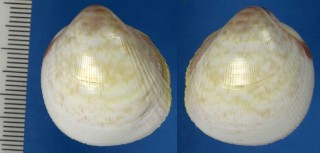 ボタンガイ Fulvia australis small