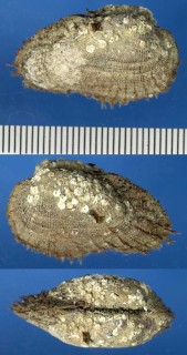 クロミノエガイ 黒蓑江貝 Barbatia cruciata small