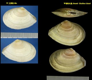 アコヤザクラ Tellina margarina small