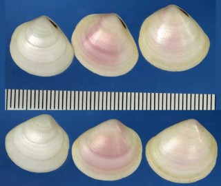 モモイロニセザクラ Strigilla pseudocarnaria small