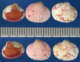 モノディトマヤフミガイ Cardita monodi small