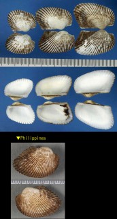 リュウキュウサルボウ Anadara antiquata small