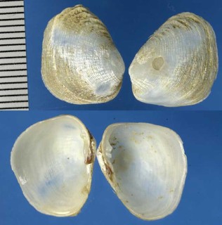 ヌノメセミアサリ Petricola monstrosa small