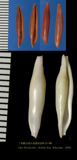ホリキヌヅツミ Phenacovolva coarctata small