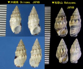 コンシボリツノブエ Cerithium atromarginatum small