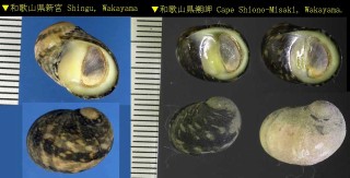 アマガイ 蜑貝 Nerita japonica small