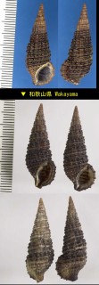 コゲツノブエ Cerithium coralium small