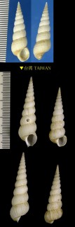 ヌノメイトカケ Amaea gazeoides small