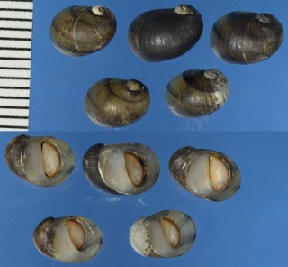 カノコガイの仲間　淡水02 Theodoxus transversalis small