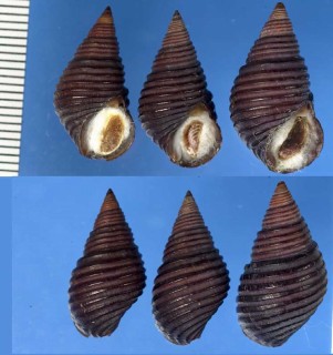 パナマゴマフニナ Planaxis obsoletus small