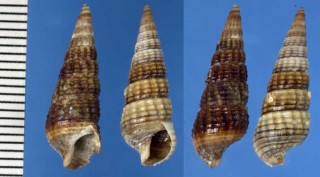 ハイイロニュージーランドウミニナ Zeacumantus diemenensis small