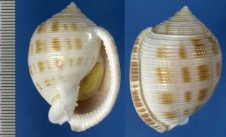 マメシボリウラシマ Semicassis bisulcata minor small