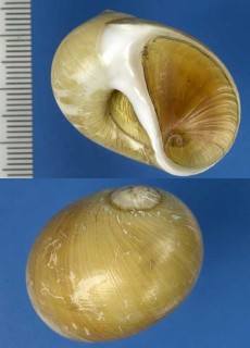 マルタマツバキ Polinices jukesii small