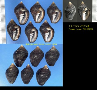 テツヤタテ 鉄矢立 Zierliana ziervogelii small