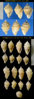 カンムリクダマキ Conopleura striata small