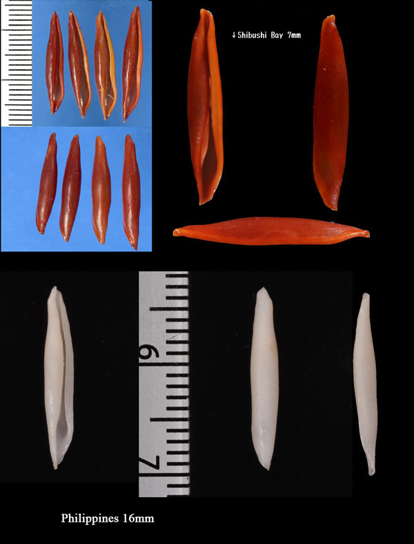 ホソキヌヅツミ Aclyvolva lanceolata small
