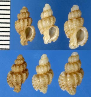 アラレツブリボラの仲間 Muricopsis nothokieneri small