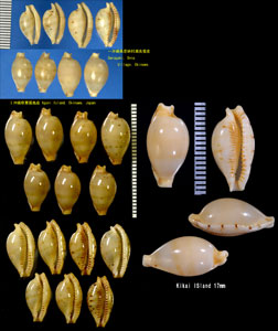 マルティンダカラ (マルチンダカラ) Ransoniella martini small